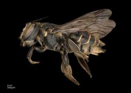   Megachile simillimanbsp; fe?male lateral habitus, photo: Chelsey Ritner 
